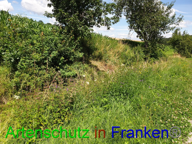 © Artenschutz in Franken® Bild zum Eintrag (1052994-160)