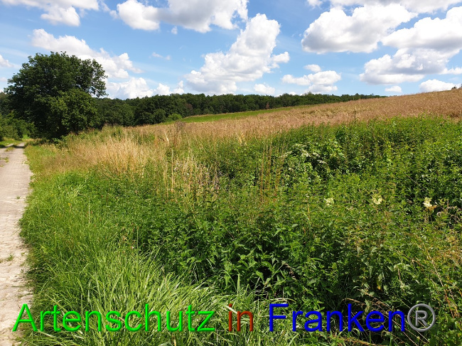 © Artenschutz in Franken® Bild zum Eintrag (1053043-160)