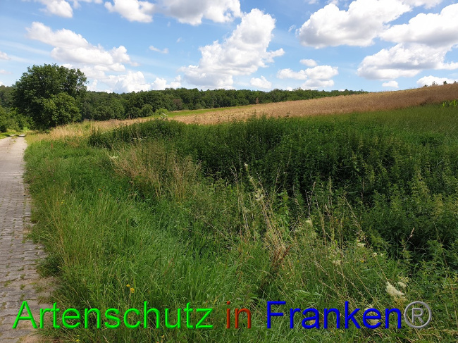 © Artenschutz in Franken® Bild zum Eintrag (1053044-160)