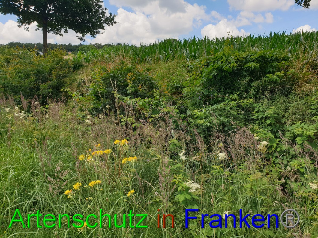 © Artenschutz in Franken® Bild zum Eintrag (1053045-160)