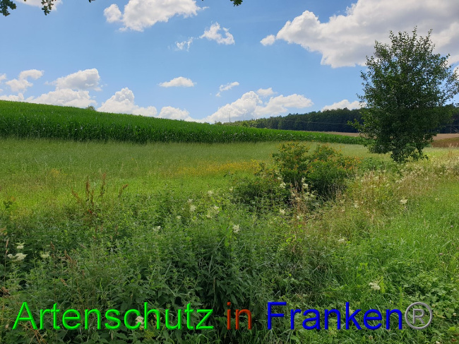 © Artenschutz in Franken® Bild zum Eintrag (1053050-160)