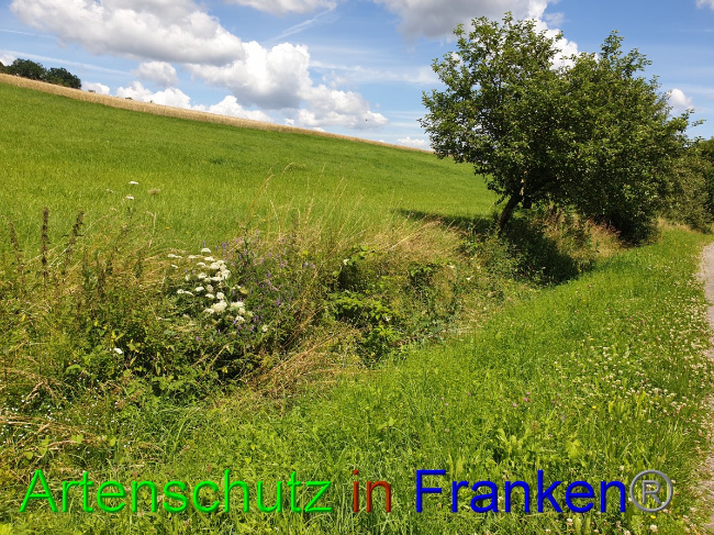 © Artenschutz in Franken® Bild zum Eintrag (1053051-160)