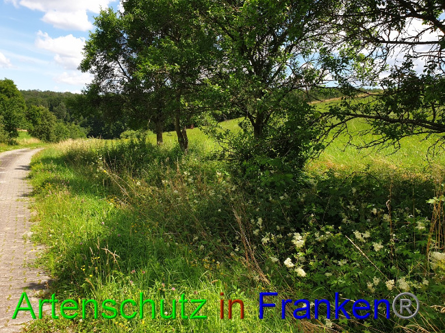 © Artenschutz in Franken® Bild zum Eintrag (1053052-160)