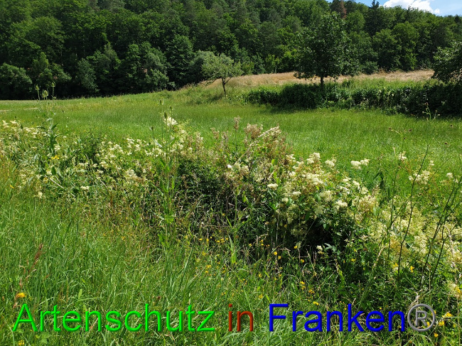 © Artenschutz in Franken® Bild zum Eintrag (1053054-160)