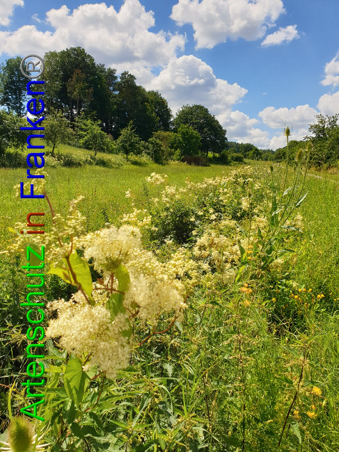 © Artenschutz in Franken® Bild zum Eintrag (1053063-160)