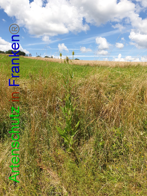 © Artenschutz in Franken® Bild zum Eintrag (1053065-160)