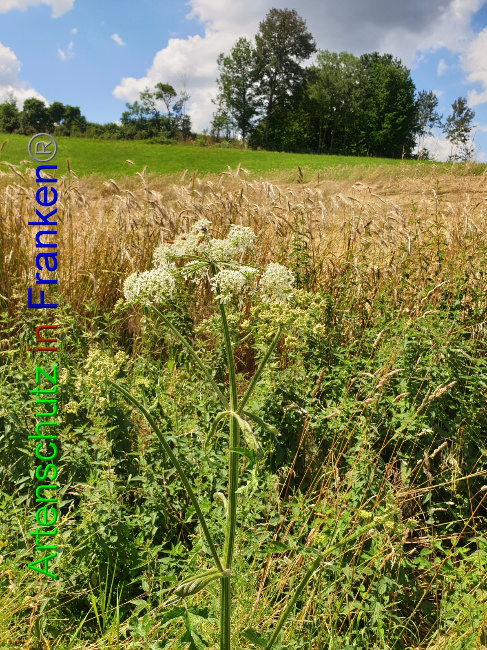 © Artenschutz in Franken® Bild zum Eintrag (1053066-160)
