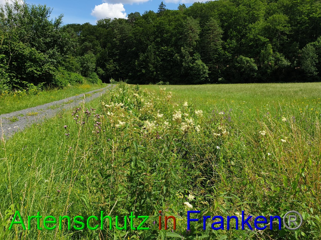 © Artenschutz in Franken® Bild zum Eintrag (1053068-160)
