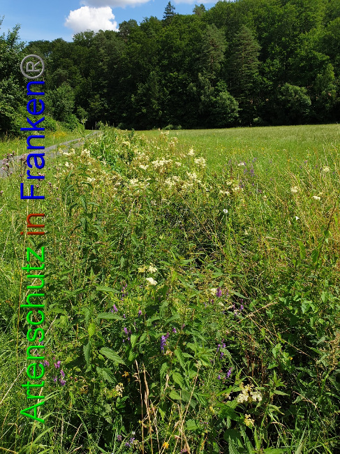 © Artenschutz in Franken® Bild zum Eintrag (1053071-160)