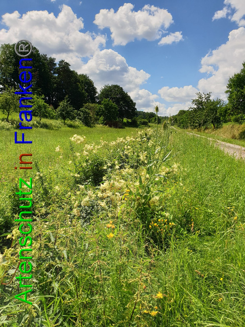 © Artenschutz in Franken® Bild zum Eintrag (1053072-160)