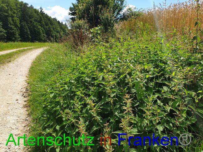 © Artenschutz in Franken® Bild zum Eintrag (1053074-160)