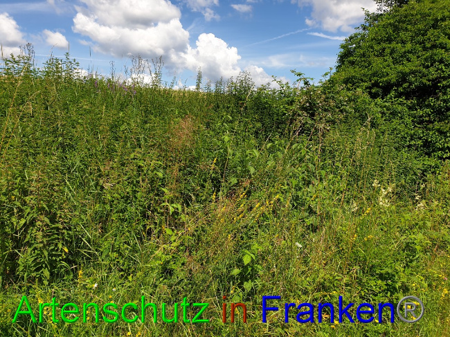 © Artenschutz in Franken® Bild zum Eintrag (1053075-160)