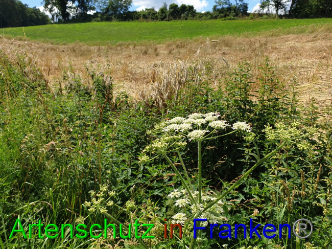 © Artenschutz in Franken® Bild zum Eintrag (1053076-160)