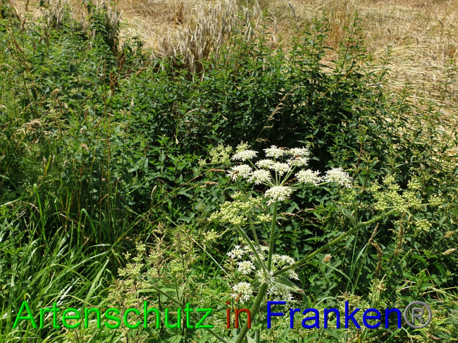 © Artenschutz in Franken® Bild zum Eintrag (1053078-160)