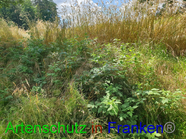 © Artenschutz in Franken® Bild zum Eintrag (1053079-160)