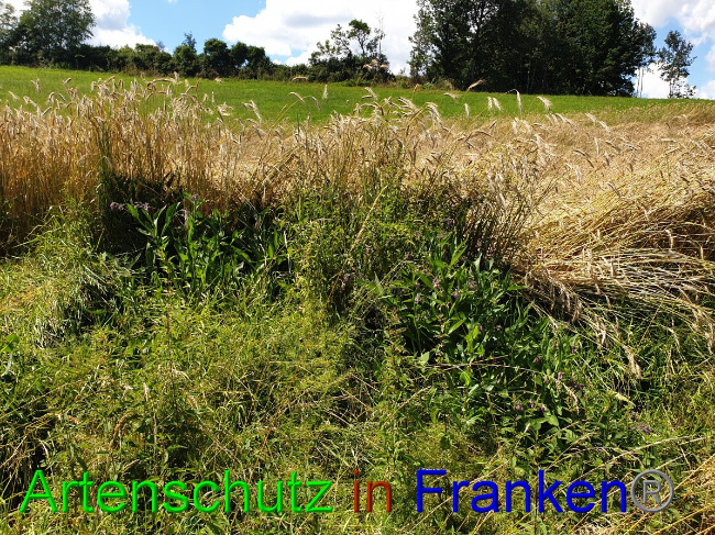© Artenschutz in Franken® Bild zum Eintrag (1053080-160)