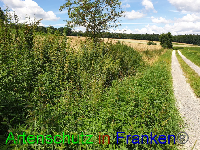 © Artenschutz in Franken® Bild zum Eintrag (1053082-160)