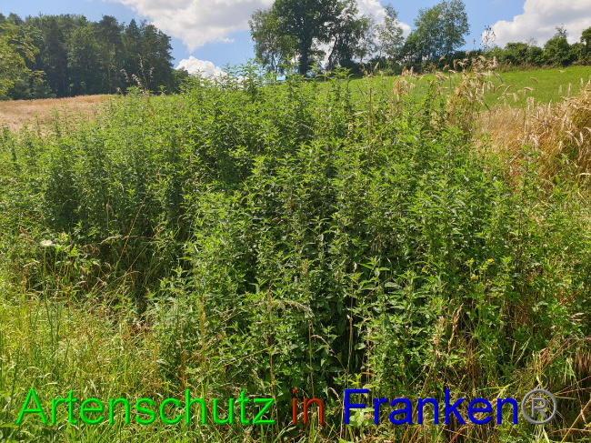 © Artenschutz in Franken® Bild zum Eintrag (1053083-160)