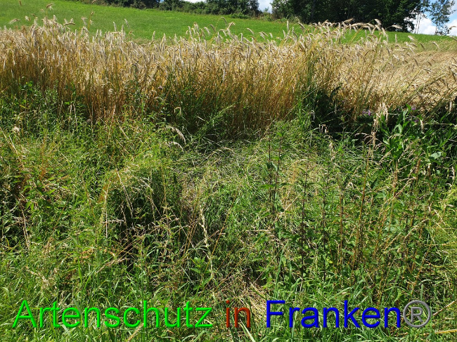 © Artenschutz in Franken® Bild zum Eintrag (1053084-160)
