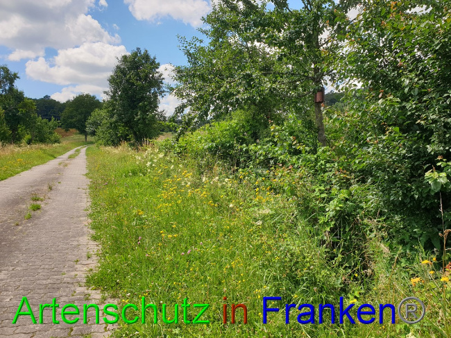 © Artenschutz in Franken® Bild zum Eintrag (1053094-160)