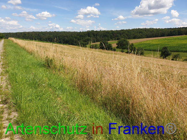 © Artenschutz in Franken® Bild zum Eintrag (1053095-160)