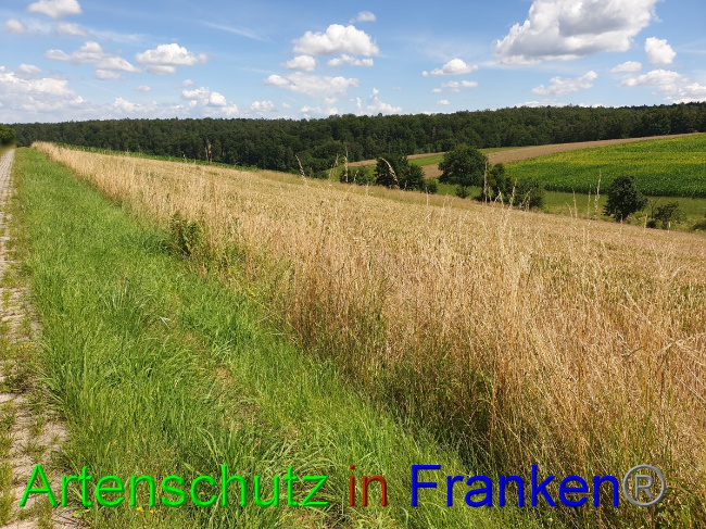 Bild zum Eintrag (1053095-160)