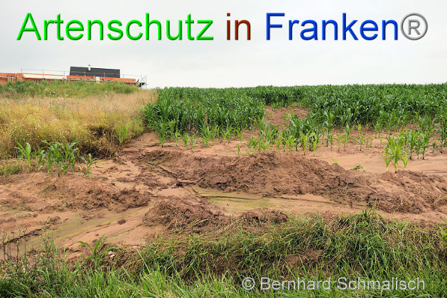 © Artenschutz in Franken® / Bernhard Schmalisch Bild zum Eintrag (1053136-160)