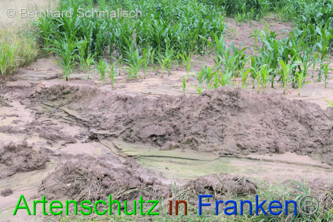 © Artenschutz in Franken® / Bernhard Schmalisch Bild zum Eintrag (1053140-160)