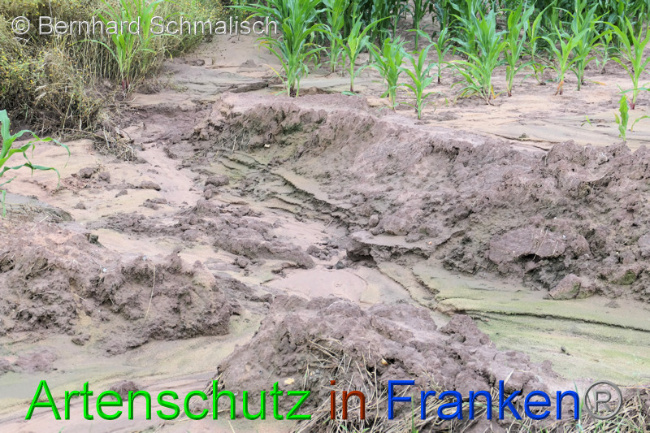 © Artenschutz in Franken® / Bernhard Schmalisch Bild zum Eintrag (1053142-160)