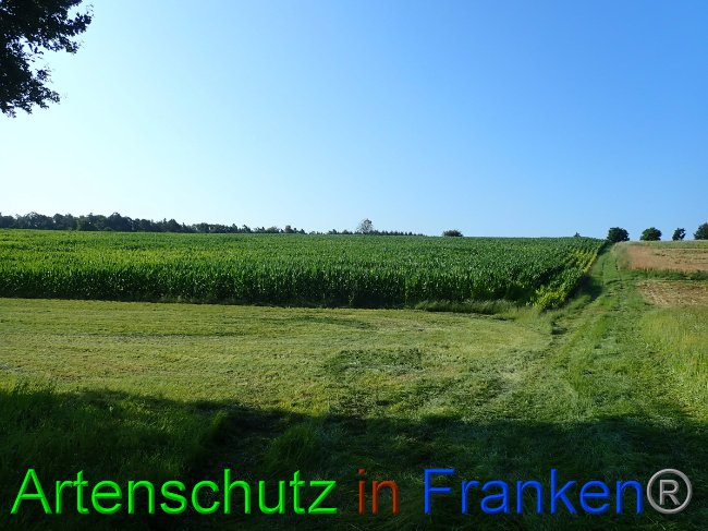 © Artenschutz in Franken® Bild zum Eintrag (1053983-160)