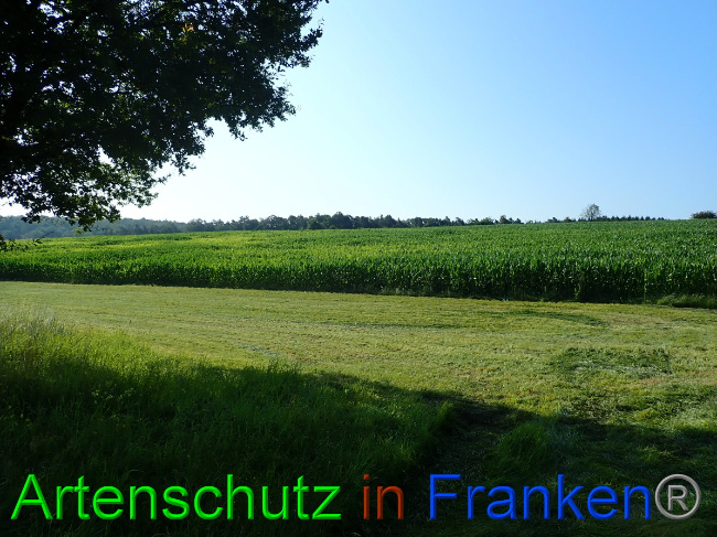 © Artenschutz in Franken® Bild zum Eintrag (1053984-160)