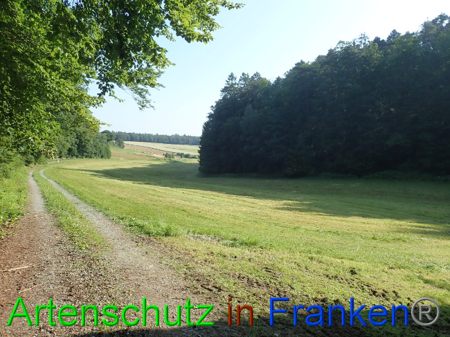 © Artenschutz in Franken® Bild zum Eintrag (1053987-160)