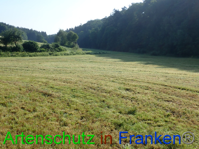 © Artenschutz in Franken® Bild zum Eintrag (1053988-160)