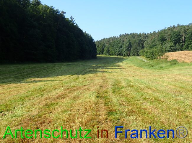 © Artenschutz in Franken® Bild zum Eintrag (1053989-160)