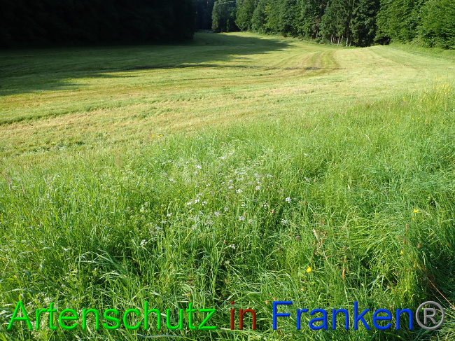 © Artenschutz in Franken® Bild zum Eintrag (1054052-160)