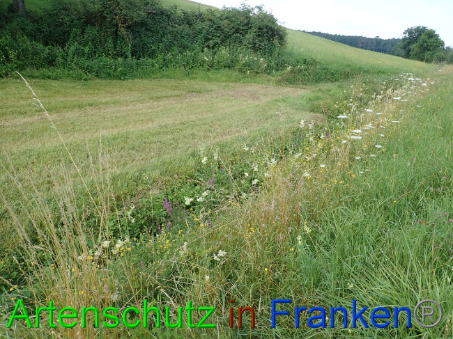 © Artenschutz in Franken® Bild zum Eintrag (1054053-160)
