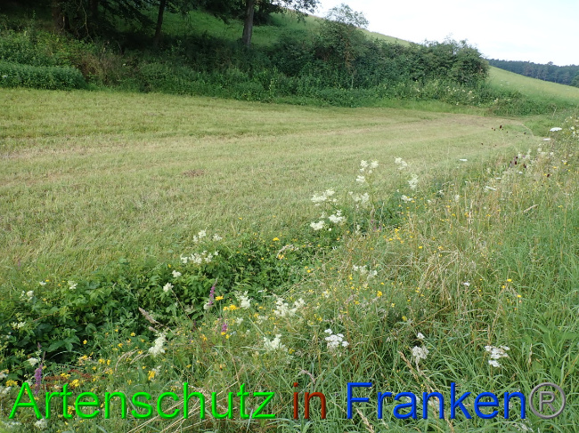 © Artenschutz in Franken® Bild zum Eintrag (1054054-160)