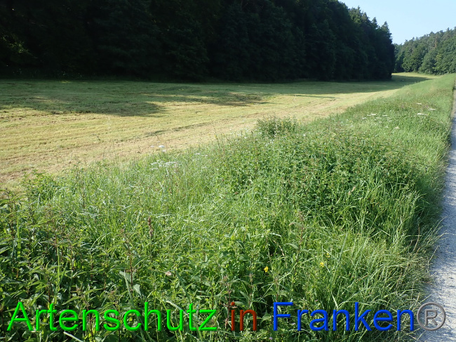 © Artenschutz in Franken® Bild zum Eintrag (1054056-160)