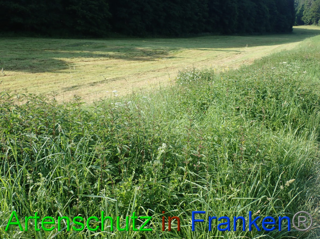 © Artenschutz in Franken® Bild zum Eintrag (1054057-160)