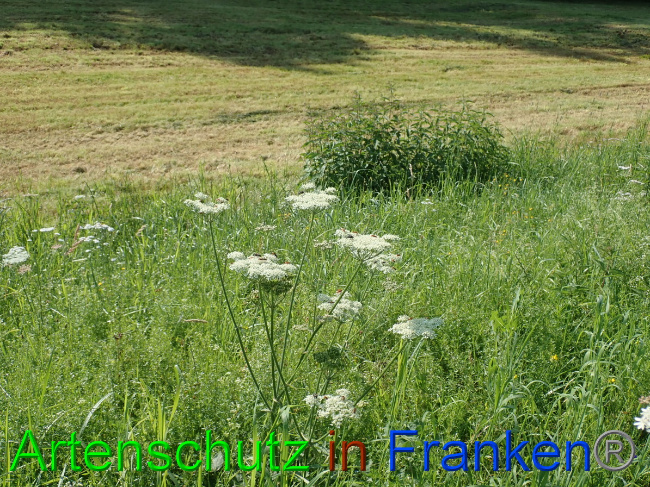 © Artenschutz in Franken® Bild zum Eintrag (1054058-160)