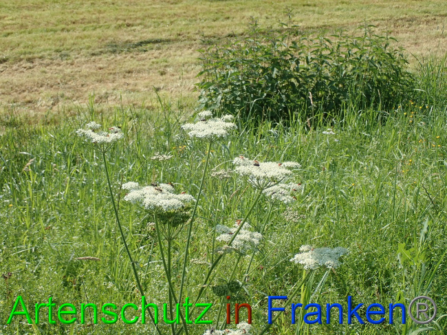© Artenschutz in Franken® Bild zum Eintrag (1054060-160)