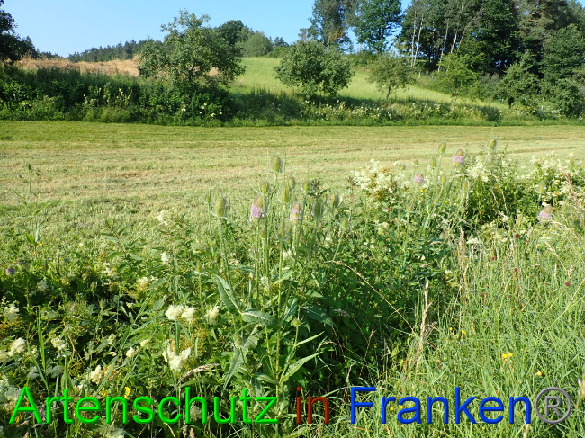 © Artenschutz in Franken® Bild zum Eintrag (1054061-160)