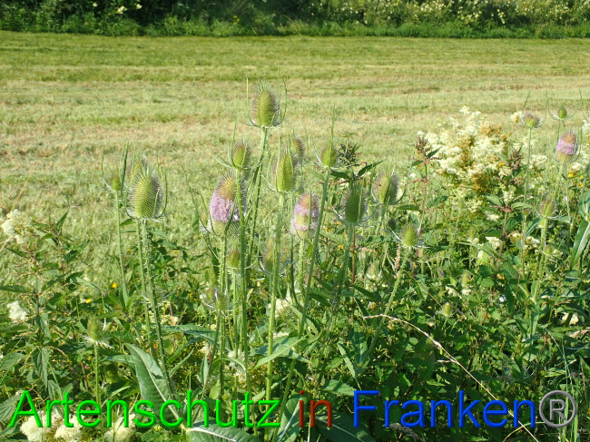 © Artenschutz in Franken® Bild zum Eintrag (1054062-160)