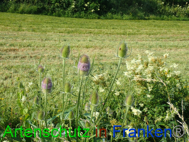 © Artenschutz in Franken® Bild zum Eintrag (1054064-160)