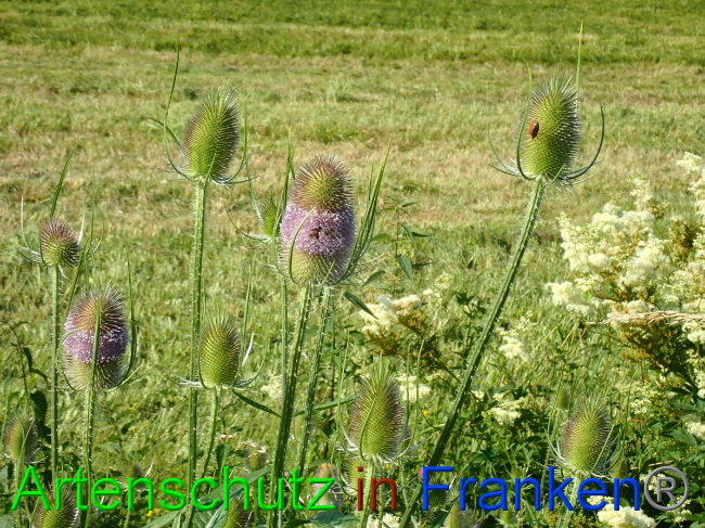 © Artenschutz in Franken® Bild zum Eintrag (1054065-160)