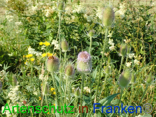 © Artenschutz in Franken® Bild zum Eintrag (1054066-160)