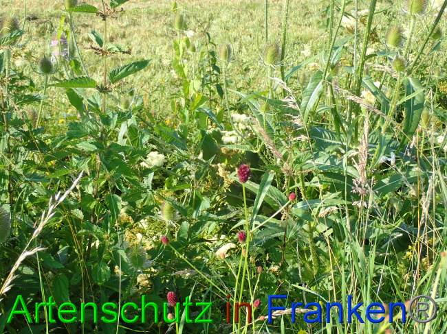 © Artenschutz in Franken® Bild zum Eintrag (1054068-160)