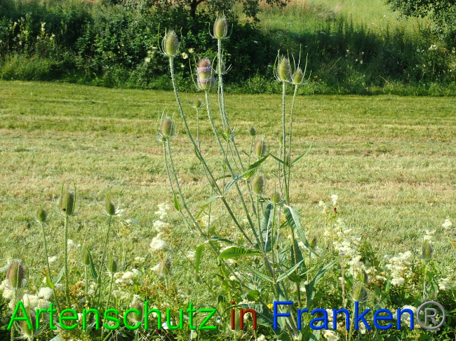 © Artenschutz in Franken® Bild zum Eintrag (1054069-160)