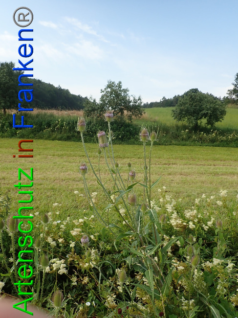 © Artenschutz in Franken® Bild zum Eintrag (1054070-160)