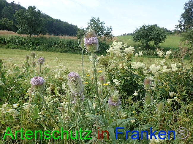 © Artenschutz in Franken® Bild zum Eintrag (1054073-160)